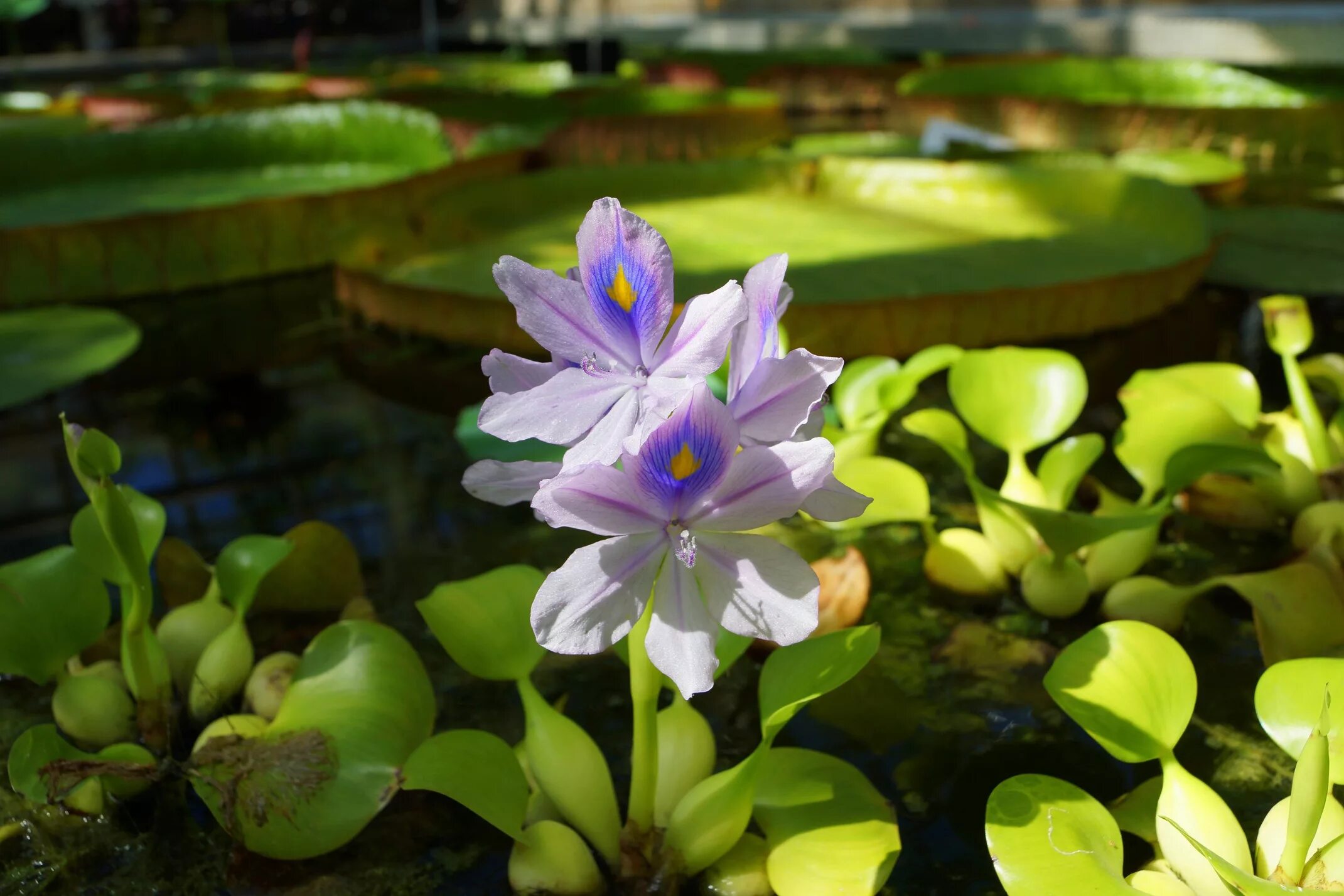 Водные растения у воды. Эйхорния Водный гиацинт. Водяной гиацинт Eichhornia crassipes. Эйхорния толсточерешковая. Эйхорния крассипес.