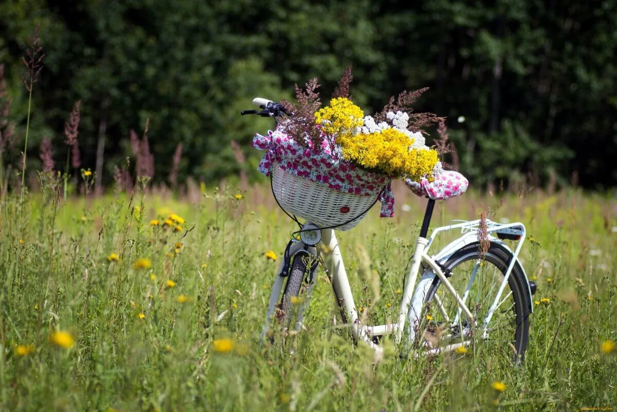Велосипед в цветах зеленый. Велосипед с цветами. Лето велосипед. Велосипед с корзиной цветов. Велосипед на природе.