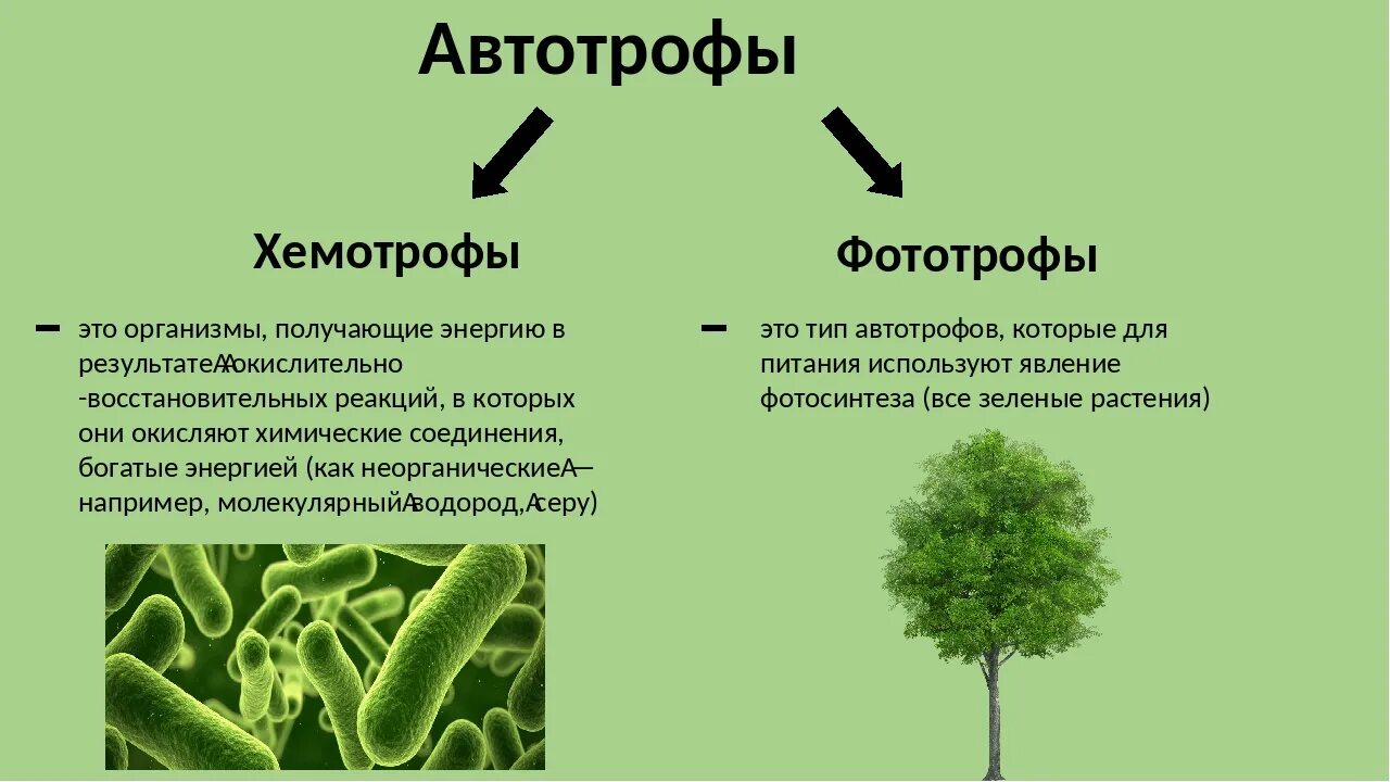 Автотрофные бактерии фототрофы хемотрофы. Питание бактерий фототрофы и хемотрофы. Хемотрофные бактерии Тип питания. Способы питания автотрофы. Чистыми линиями называют организмы