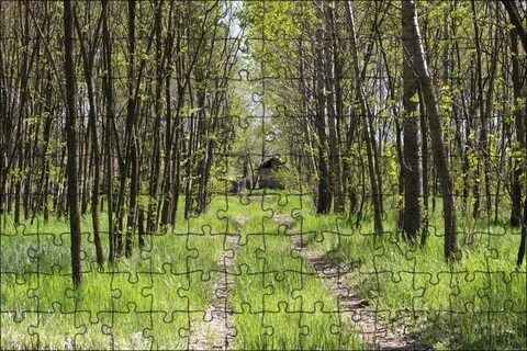 Плантация леса