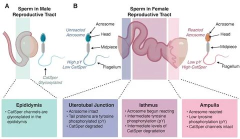 Figures and data in Sperm: The secrets of success eLife.