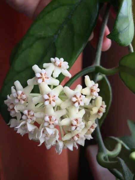 Купить Хойя Ходжа hoya pubicalyx Black Dragon: отзывы, фото и характеристики на 