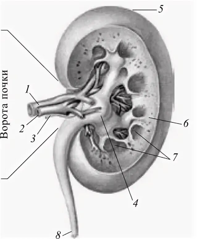 Строение почки поперечный разрез. Сагиттальный разрез почки. Строение почки горизонтальный срез.