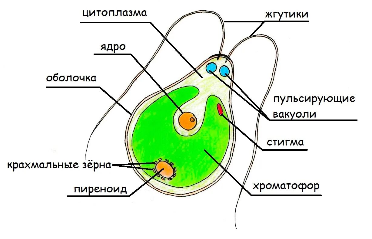 Строение клетки Chlamydomonas. Строение одноклеточной водоросли хламидомонады. Хламидомонада строение клетки рисунок. Строение хламидомонады пиреноид. Рисунок клетки водорослей