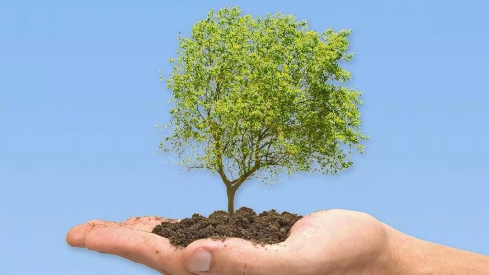 Растущее дерево видео. Экологическое дерево. Растущее дерево. День дерева. Экология маленькие деревья.