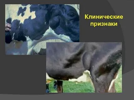 Лейкоз рогатого скота