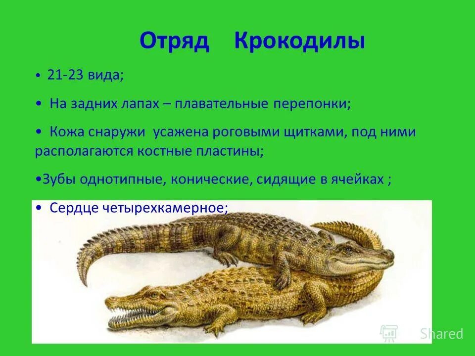 гангский гавиал. хордовые крокодилы. рептилии представители. многообразие пресмыкающихся. конечности рептилий.