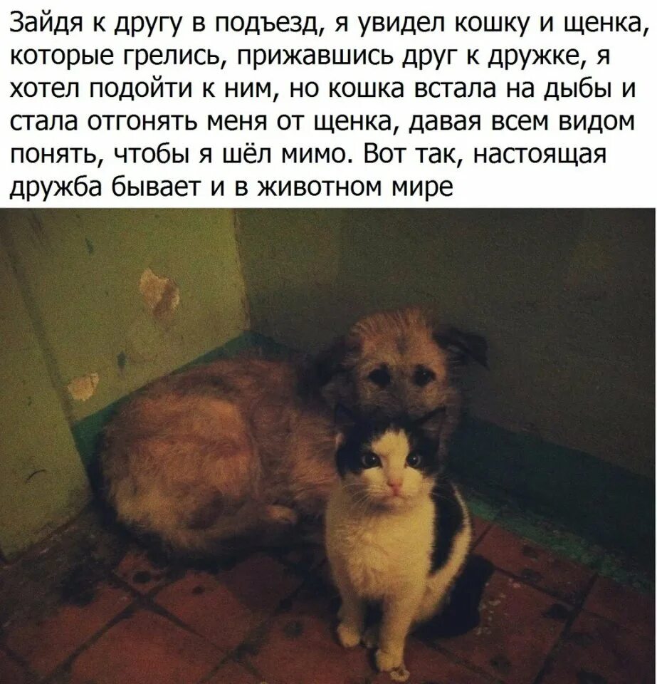 Щенки такую как ты текст