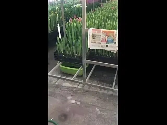 Тюльпаны бердск