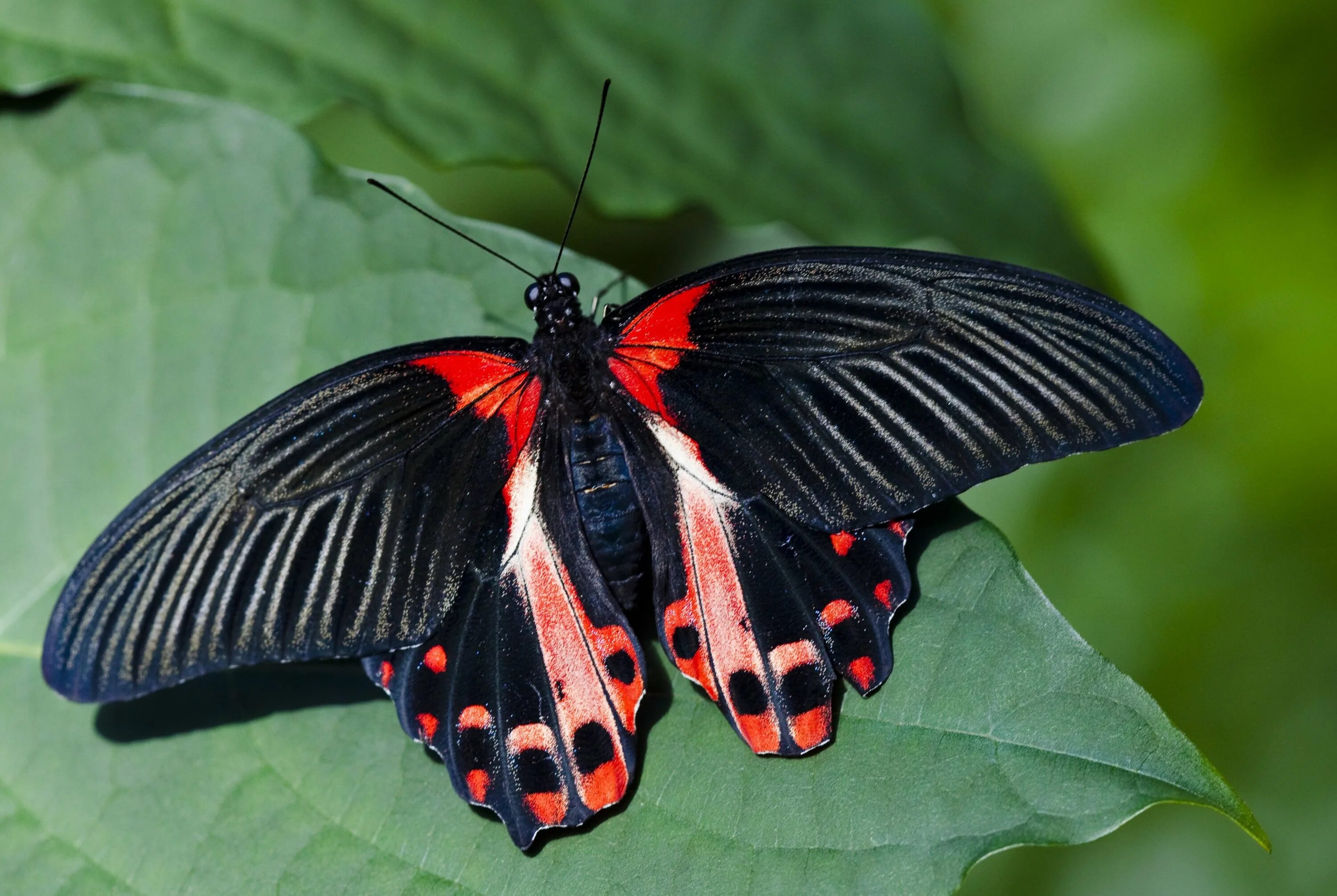 Бабочки вб. Парусник Румянцева (Papilio Rumanzovia). Papilio Rumanzovia бабочка. Papilio demoleus бабочка. Бабочка парусник Коцебу.