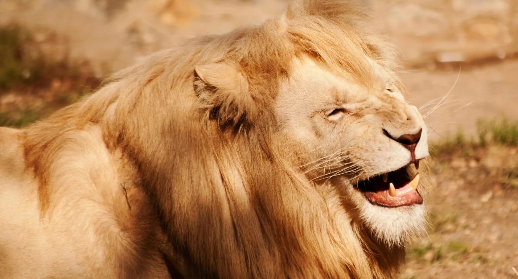 Левый довольно. Лев смеется. Левый довольно. Лев балдеет. Смешной лев.