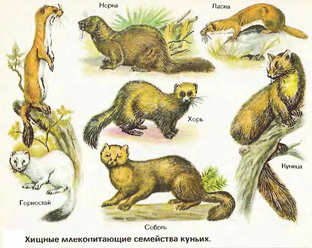 Что делают млекопитающие зимой