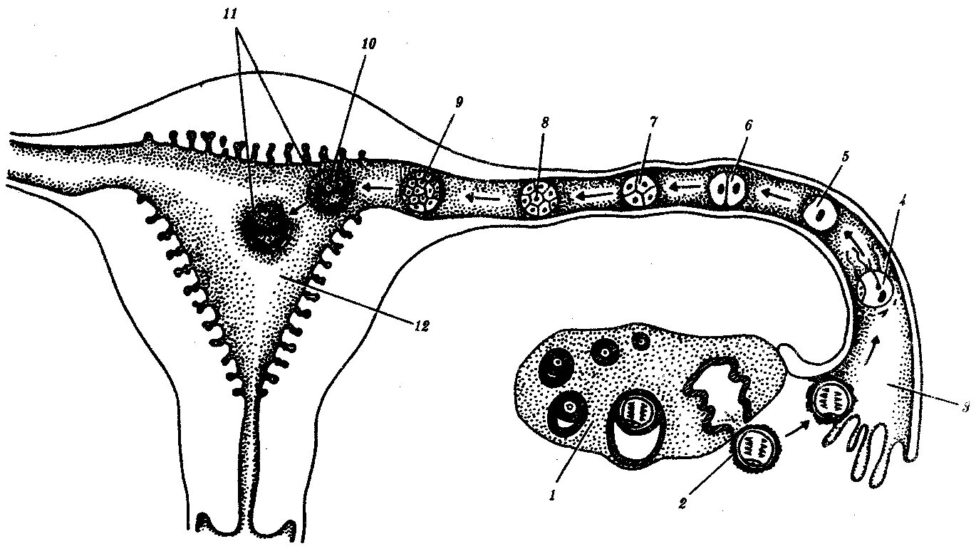 Схема овуляции оплодотворения дробления имплантации. Схема оплодотворения яйцеклетки. Эмбриогенез яичника. Женские половые органы животных