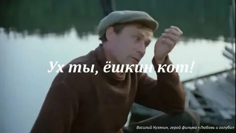 Коты любовь и голуби