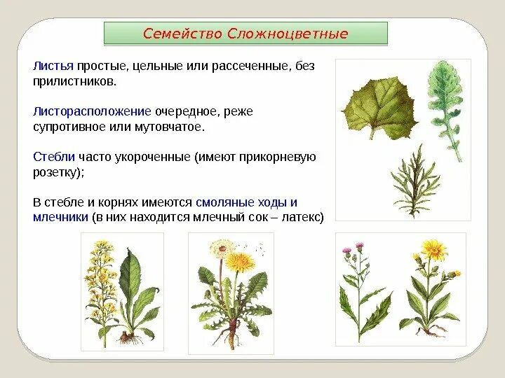 Часто имеют сильно рассеченные и линейные листья. Семейство Сложноцветные листорасположение. Семейство Сложноцветные листья. Семейство Астровые листья. У астровых расположение листа.