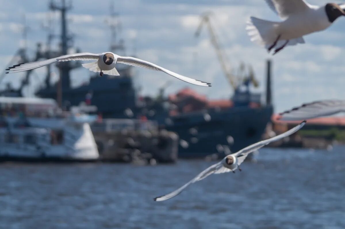 чайки на мосту в кронштадте. чайки в кронштадте. чайки в кронштадте. чайка кронштадт. кронштадт утро.