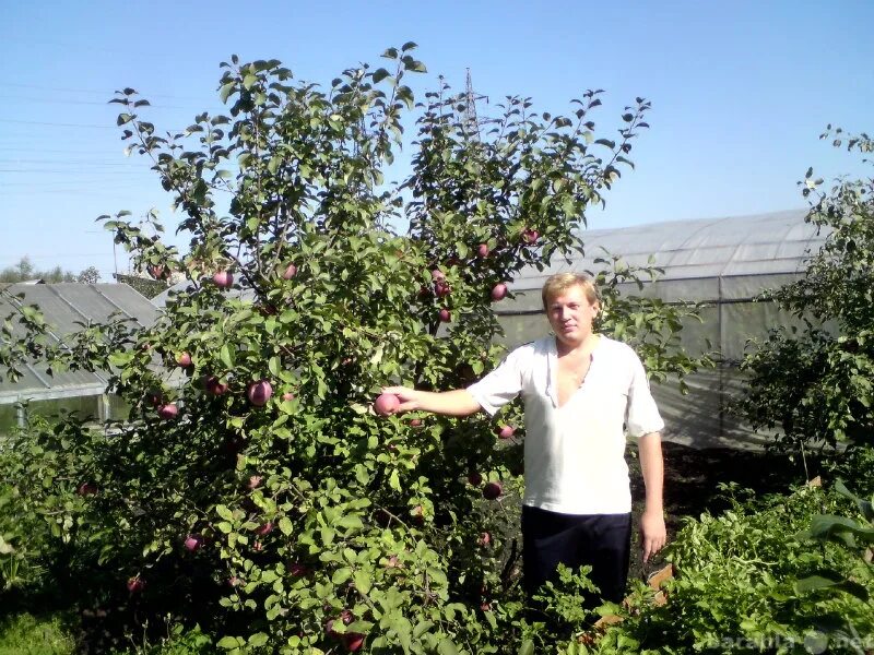 Купить сад пенза