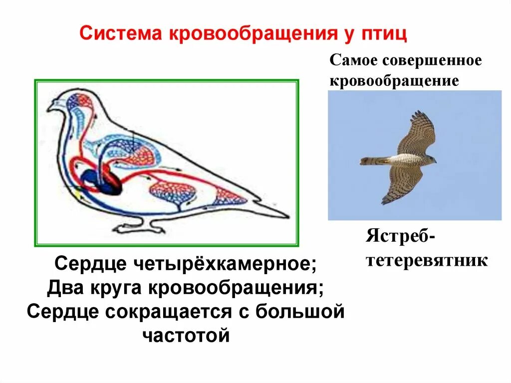 Кровеносная система птиц замкнутая. Четырехкамерное сердце у птиц. Эволюция кровеносной системы у птиц. Кровообращение птиц. Два круга кровообращения у птиц.