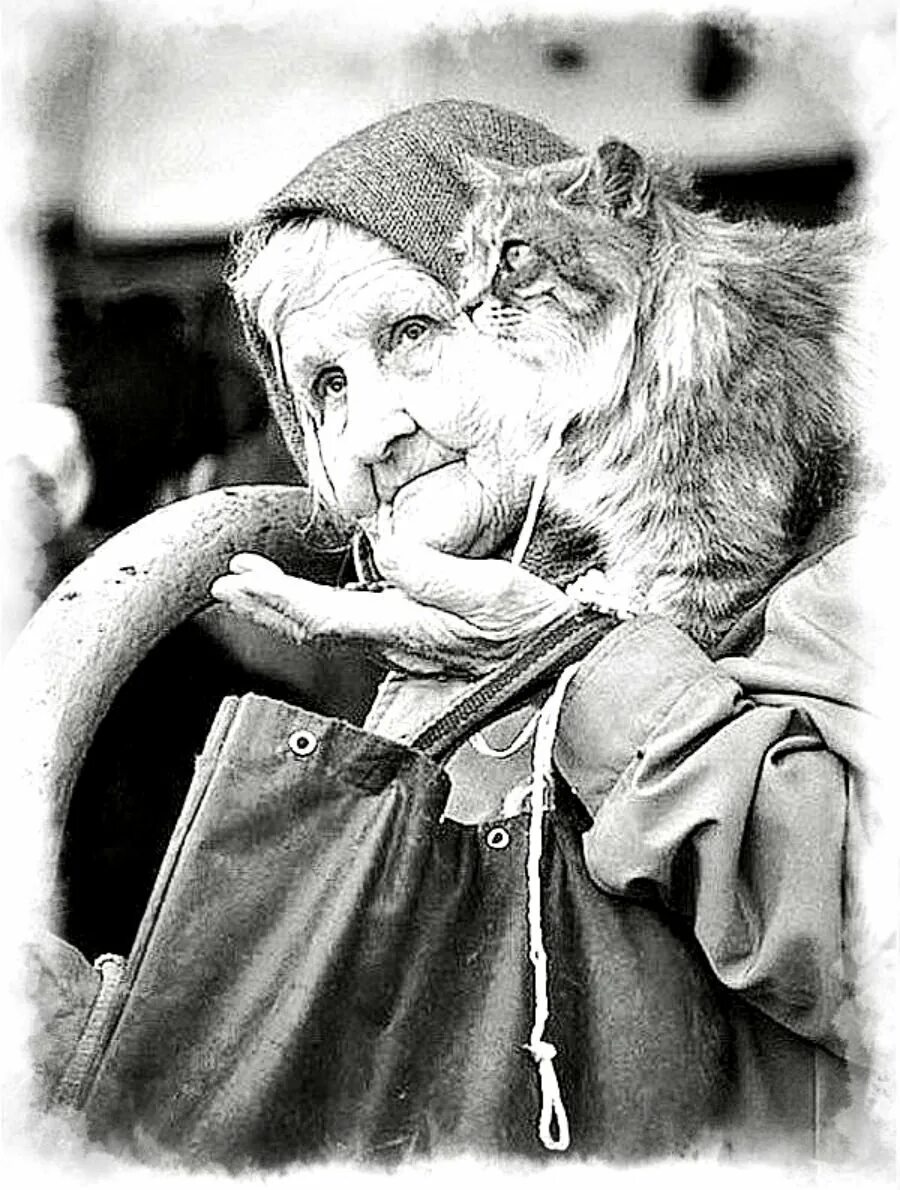 Бабка и кот. Бабушка с кошкой. бабушка с котенком. старуха и кот. старушка с котом.