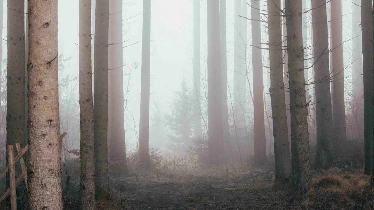 Ue5 forest. Густой лес. Зеленый лес. Forest environment. Лес в ue 4.