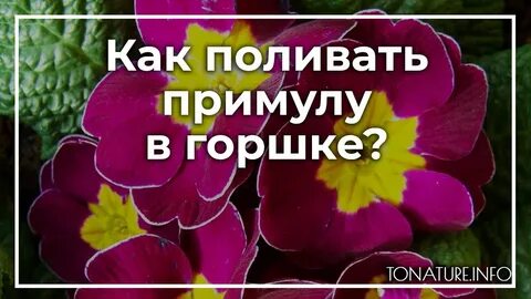 Когда пересаживать примулу