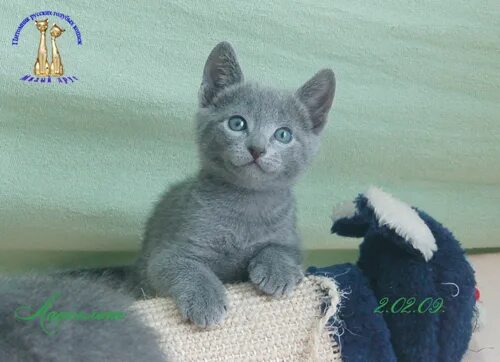 питомник мила красноярск. питомник милы ютуб. хаски (в миру дмитрий кузнецов). питомник милы ютуб. маленькие декоративные кролики.