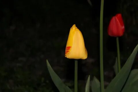 Тюльпаны ночью картинки
