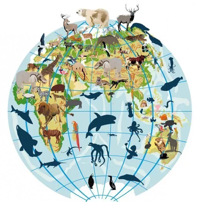 Животный мир земли. Животные планеты земля. Животные на земном шаре. Животные разных континентов. World 10 5