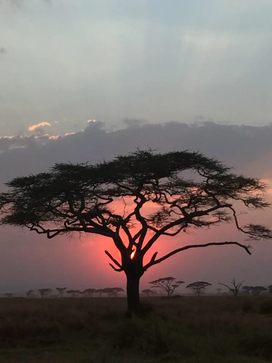 деревья северной африки. африканская зонтичная акация. зонтичные акации в австралии. баобаб и зонтичная акация. национальный парк найроби растительность.