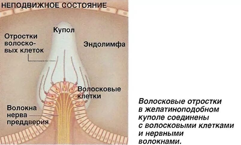 стояночная тормозная система на уклоне. билеты пдд про стояночный тормоз. неподвижное состояние. эксплуатация транспортного средства. что такое летаргический сон у человека.