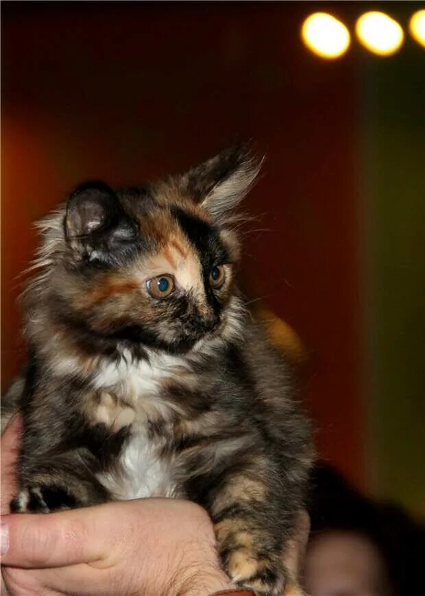 Писко золотая британская шиншилла котята. Котята днр. Кошки днр. Отдам котенка в добрые руки донецк. Донецкие коты.