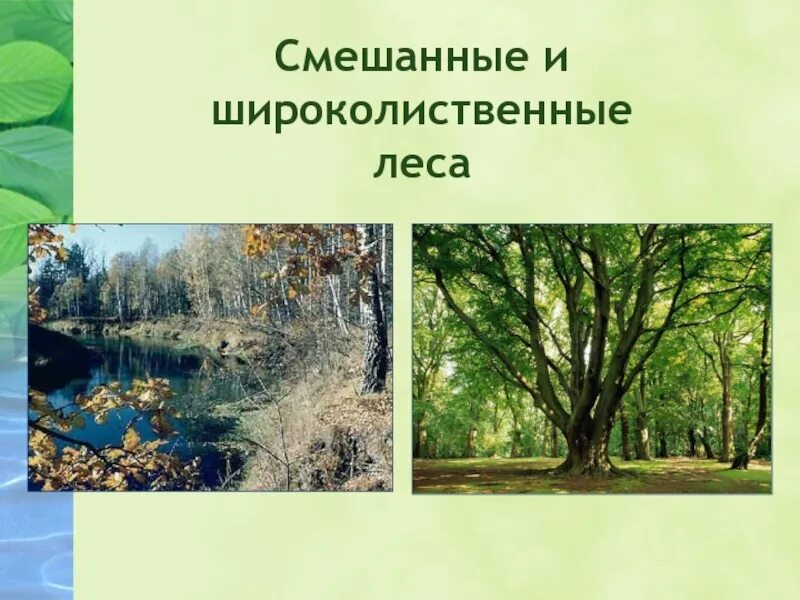 Конспект урока смешанные и широколиственные леса. Широколиственные леса евразии. природная зона смешанные и широколиственные леса. смешанные и широколиственные леса евразии. смешанные леса евразии.