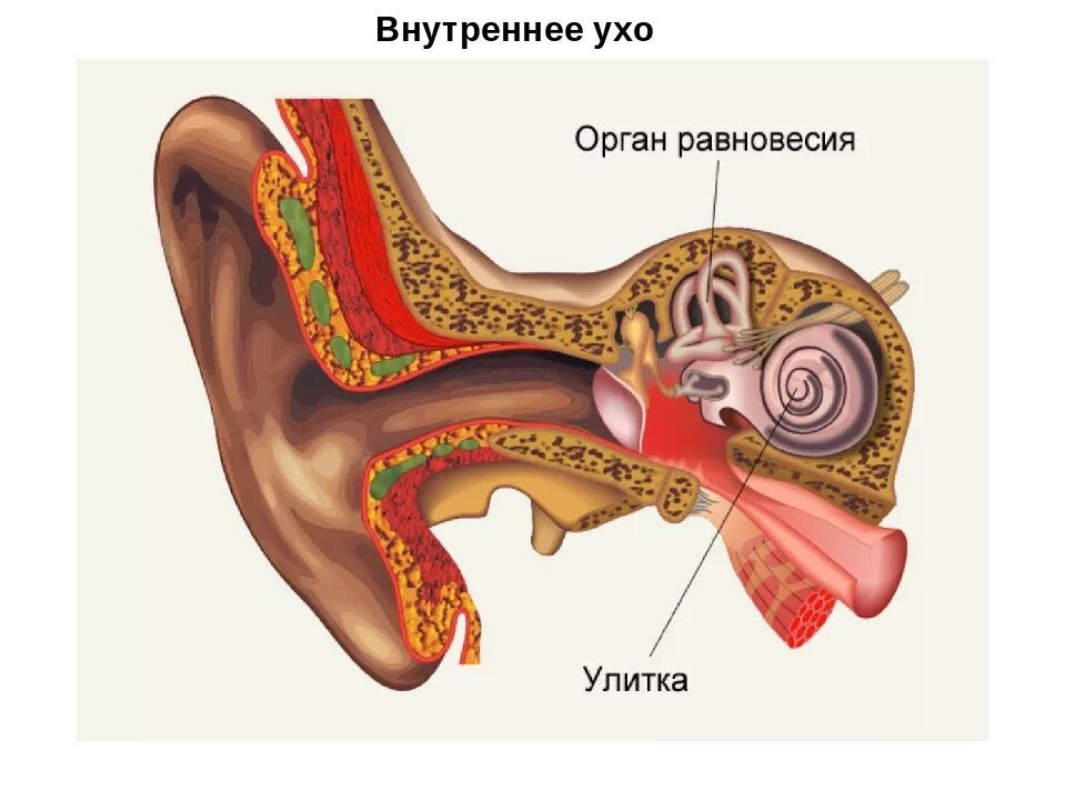 Внутреннее ухо орган слуха состоит. Наружное ухо строение анатомия. Строение внешнего уха человека. Строение наружного уха. Строение наружного уха анатомия.