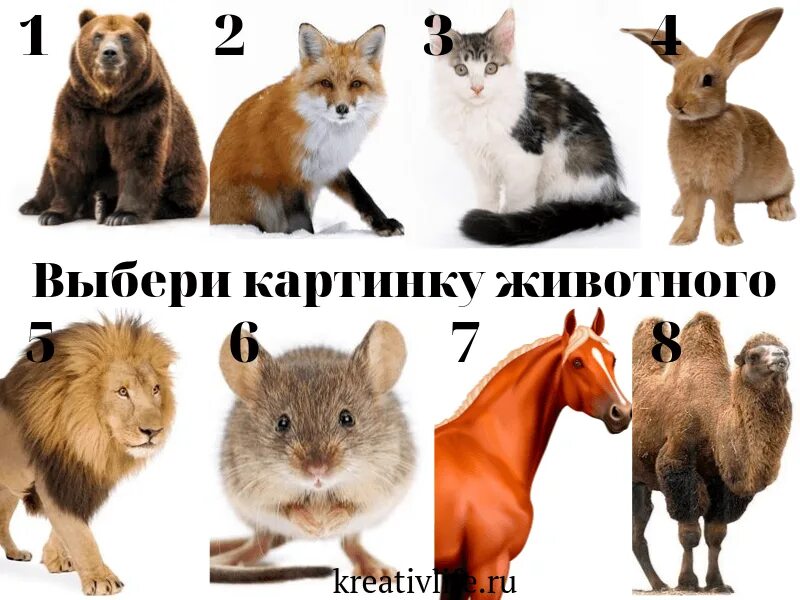 Назовите животное тест. Животные по характеру. Характер по животному. Животные которые ассоциируются. Характер по картинке с животными.