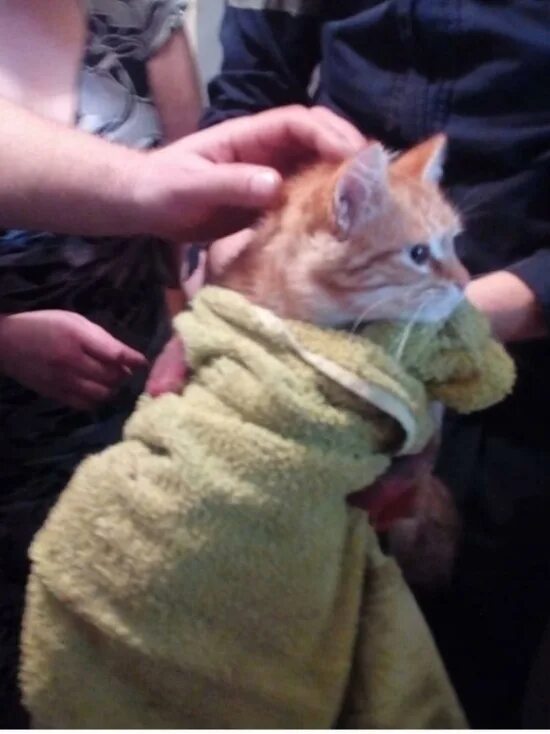 Как спасти кота. Котик ждёт хозяйку. спасли кота. рыжий котенок запутался. похищение рыжего кота.
