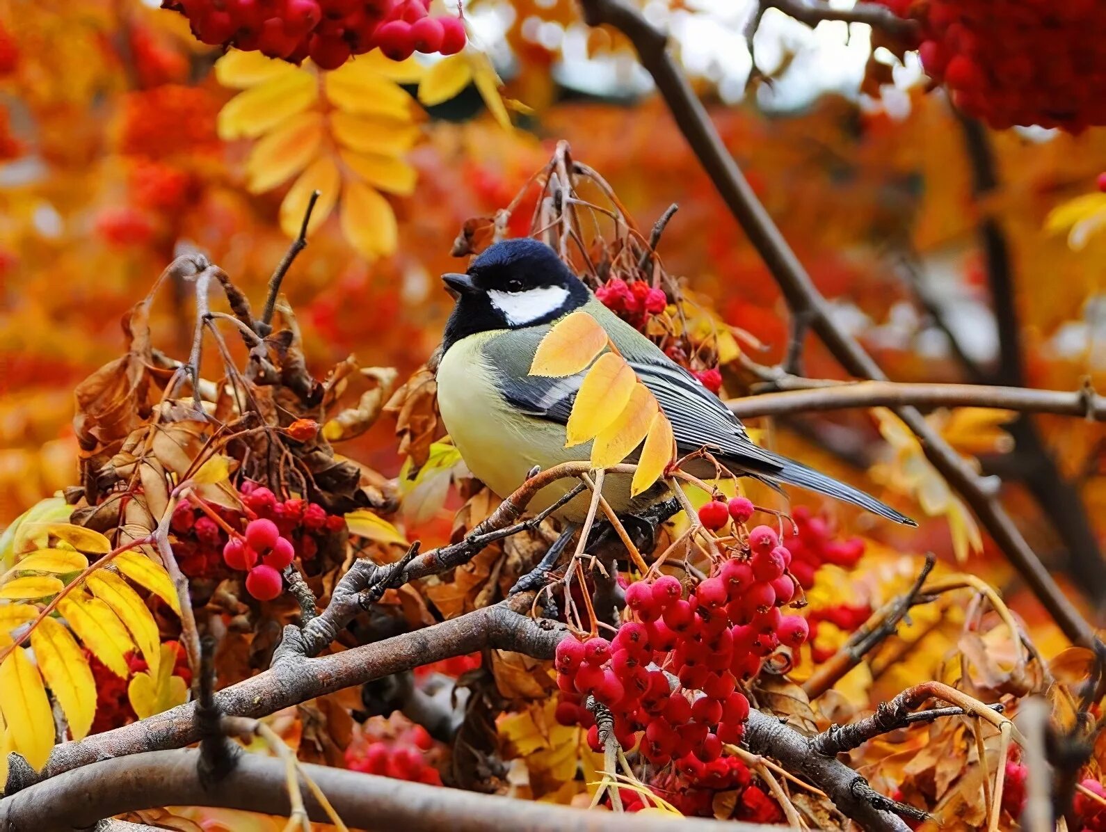 Осенние птицы. Осень птицы. Птицы осенью. Птицы в осеннем лесу. Покажи осенних птиц