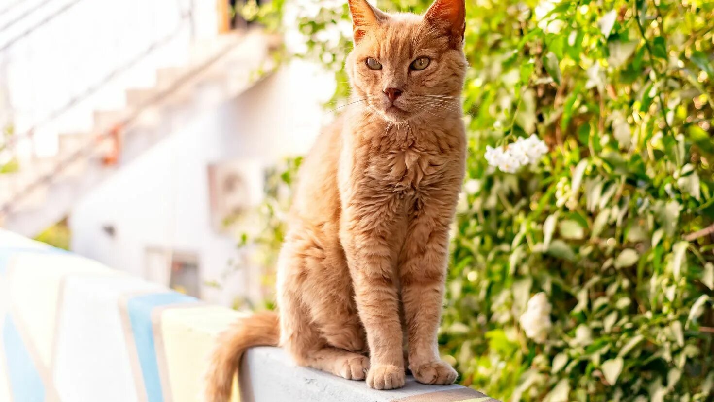 Фото сидящей кошки. Рыжая кошка. Кот сидит. Рыжий котик. Сидячая кошка.