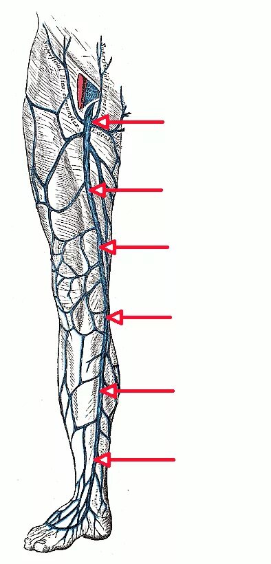 Vena saphena. Вена сафена Магна. Vena saphena Magna и arteria femoralis.