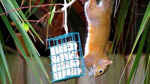 Squirrels Love Suet - Eaten Upside Down or Right-Side Up! 