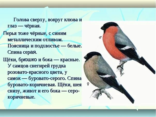 Сравнение птиц 3 класс. Снегирь мальчик. Снегирь мальчик и девочка. Снегирь размер. Самка снегиря окрас.