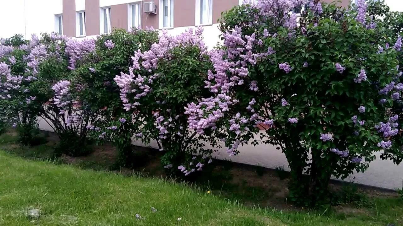 Сирень расстояние. Сирень Живая изгородь. Сирень Мейера Живая изгородь. Чубушник сиреневый.