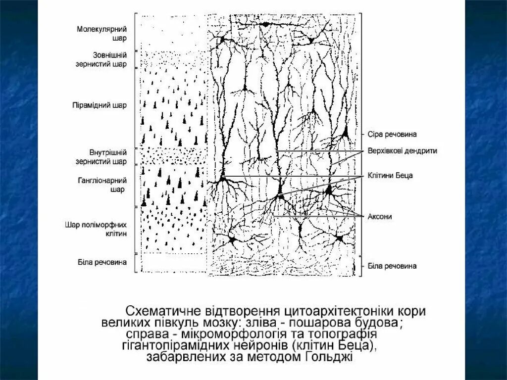 Каково биологическое значение извилистого строения коры больших. Кора большого мозга цитоархитектоника и миелоархитектоника слоев. 1. цитоархитектоника коры полушарий большого мозга.. цитоархитектоника коры. миелоархитектоника коры.. схема цито и миелоархитектоника коры больших полушарий.