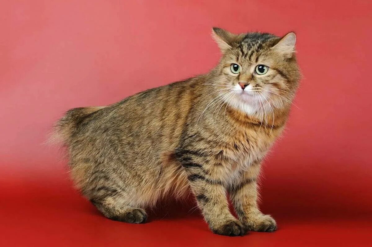 American bobtail. Американский бобтейл длинношёрстный. Курильский бобтейл. Курильский бобтейл кошка. Курильский бобтейл короткошерстный.