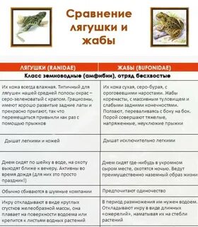 Чем отличается лягушка от человека