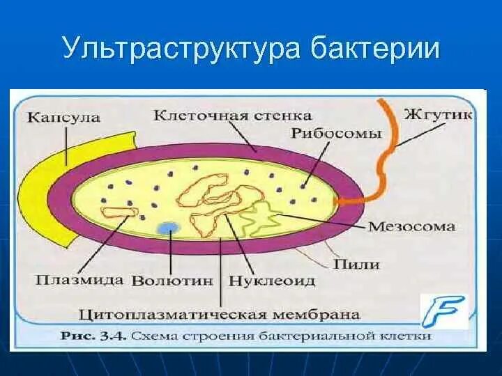 Строение клетки бактерий микробиология. Ультраструктура бактериальной клетки. Морфология и ультраструктура бактериальной клетки. Схема ультраструктуры бактериальной клетки.