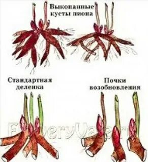 Почка пиона