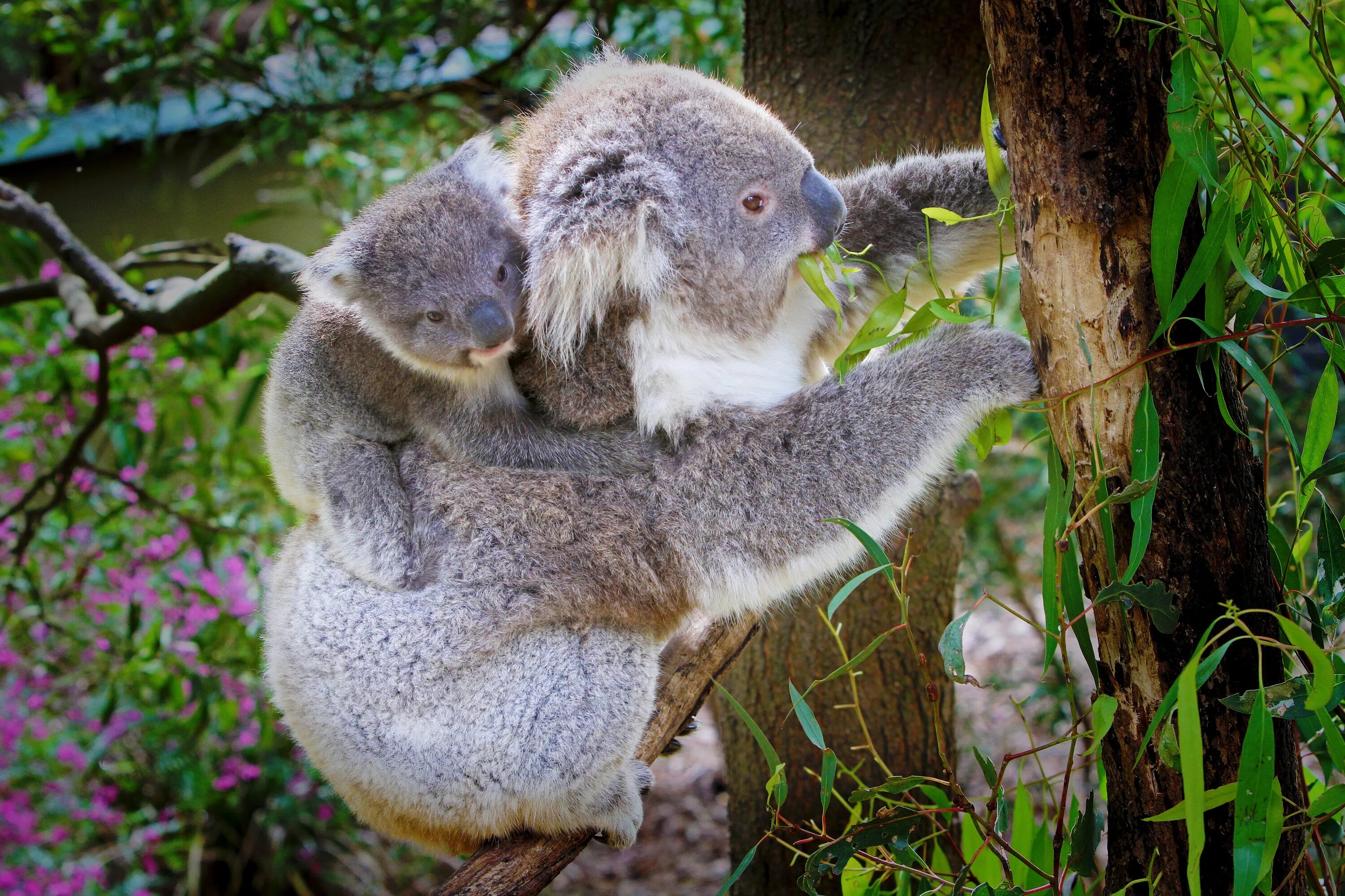 Коала и змея. Коала в Австралии. Природа Австралии коала. Австралия природа животные коала. Австралия кенгуру и коала.