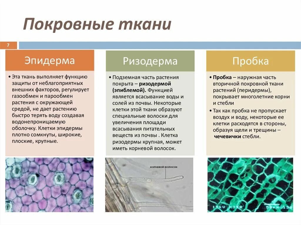 Какие ткани выполняют