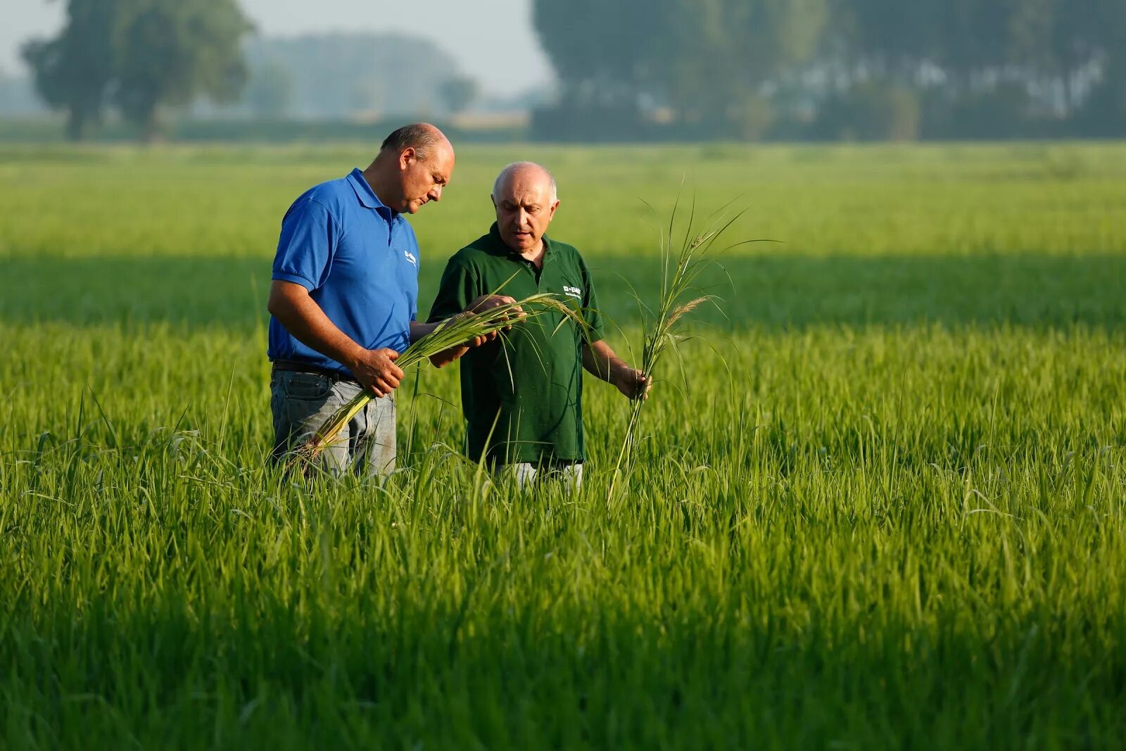 Сельхоз совет. Rice Farmer. Собственная агрокультура. Менеджмента в растениеводстве это. Field member