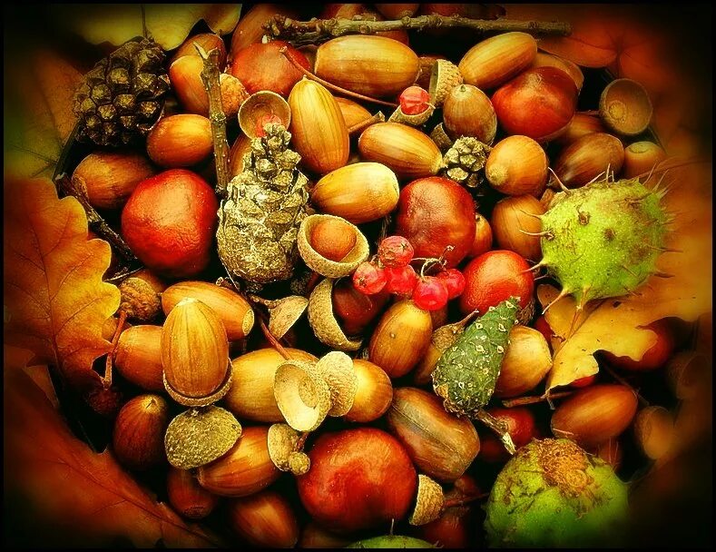Хороша осень плодами. Осенние плоды. Осенняя природа плоды. Плоды созревают осенью. Желтые осенние плоды.